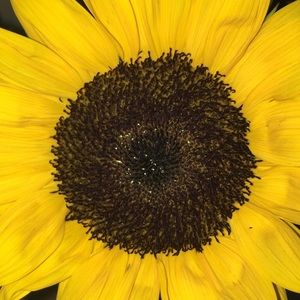 Meet your Posher, Mackenzie